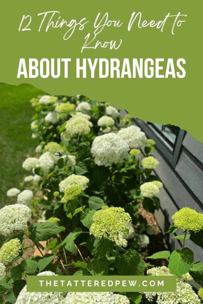 12 Things You Need To Know About Hydrangeas