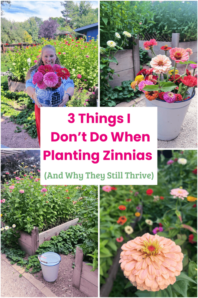 3 Things I Don’t Do When Planting Zinnias (And Why They Still Thrive)