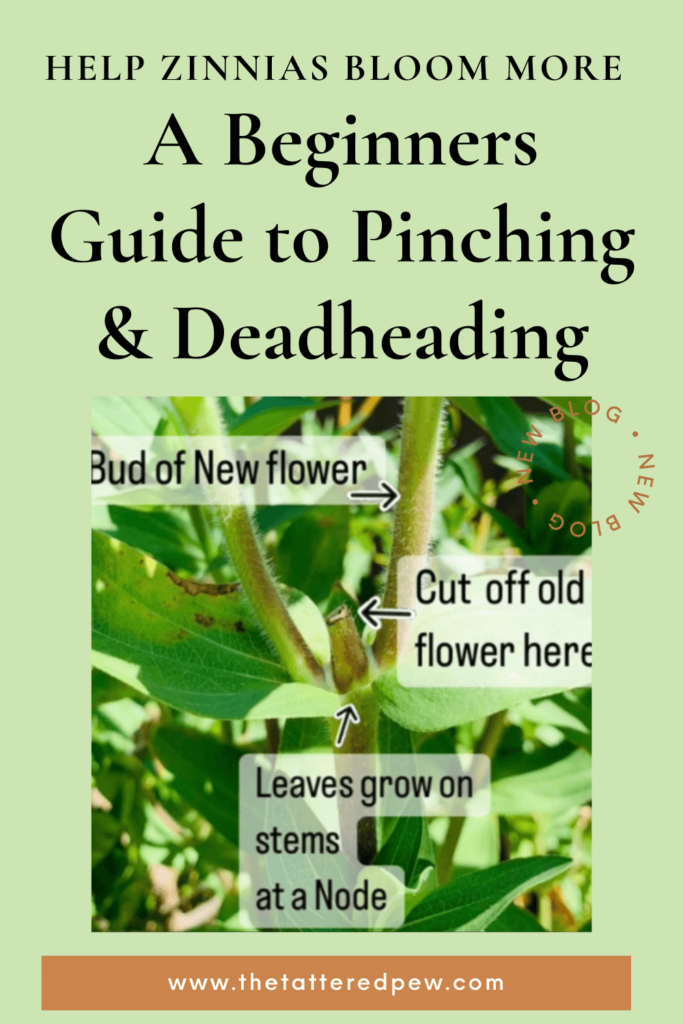 A Beginners Guide to Pinching & Deadheading