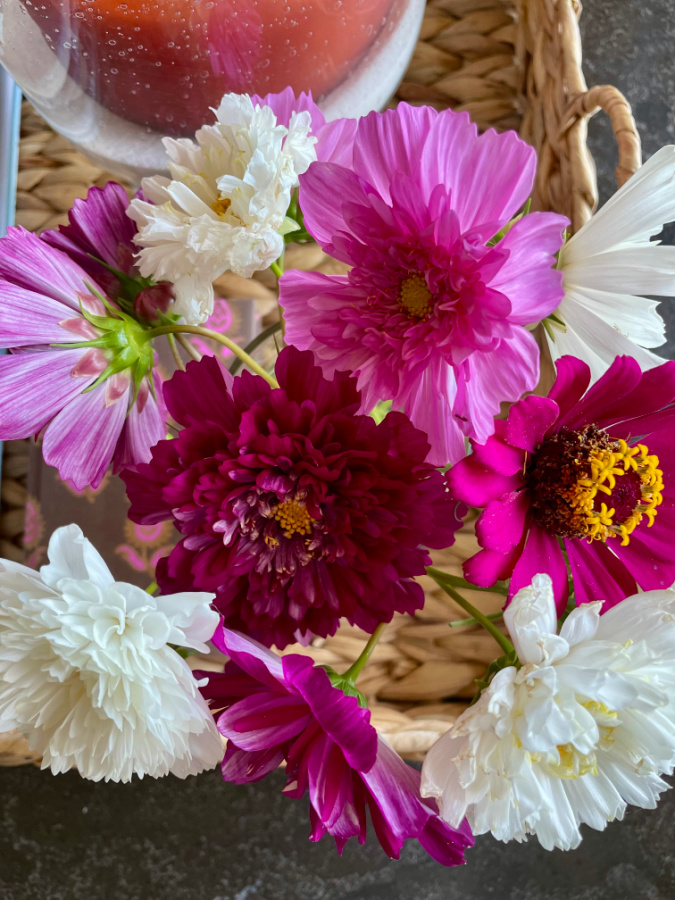 pretty pink and white cosmos
