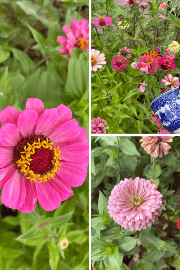 collage of Tracy's zinnias in September
