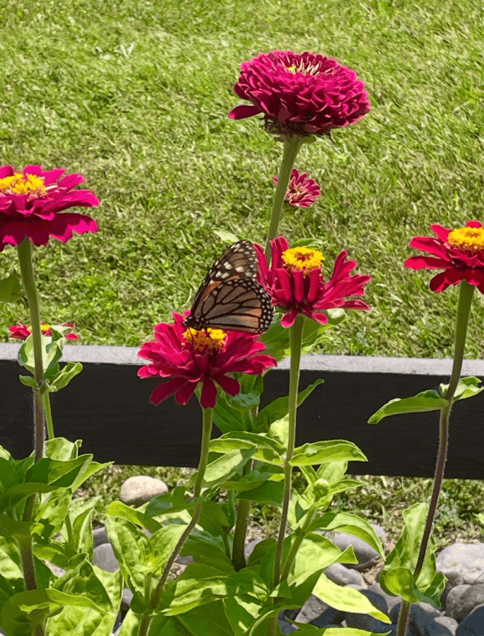 butterfly on zinnia in Tracy's September garden