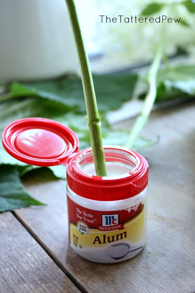 Alum helps keep floral centepices with hydrangeas lasting longer. 