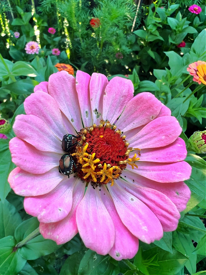 pink zinnia with beetle