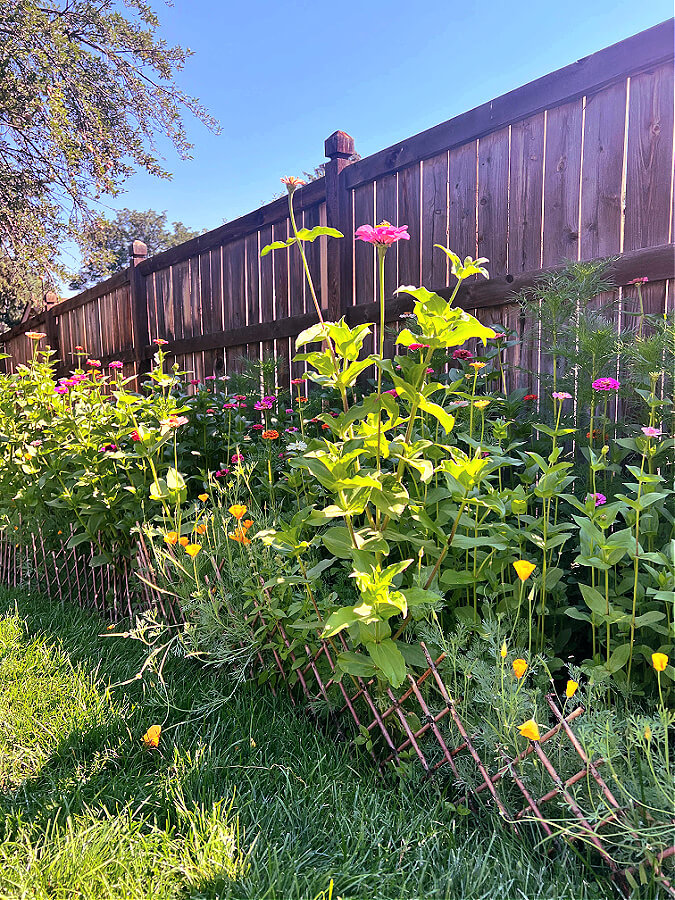 In ground zinnias from Outsidepride seeds