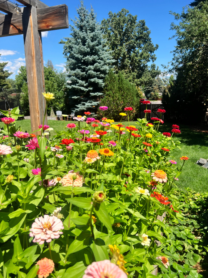 zinnias in August
