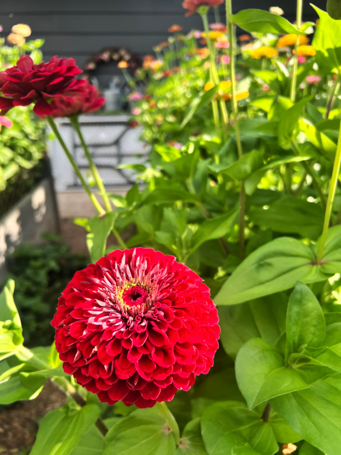 red double zinnia