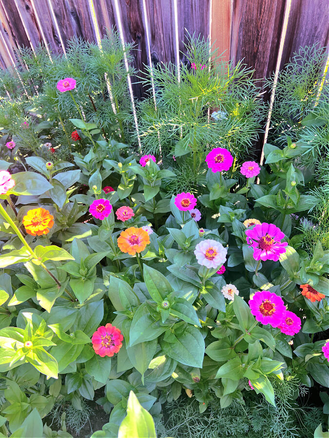 lilliput zinnias