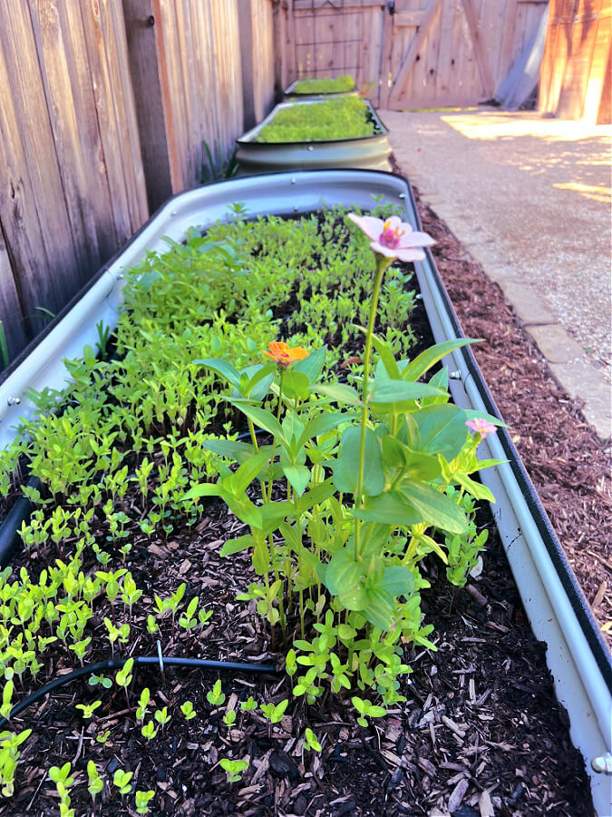 Vego raised beds in August