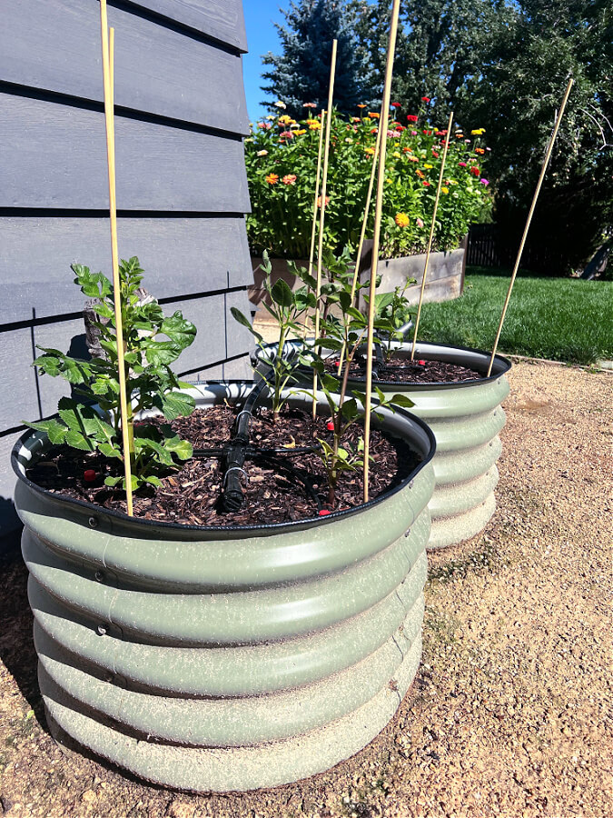 dahlias in raised circular beds