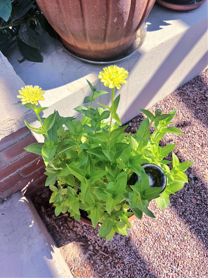 zinnias in pots