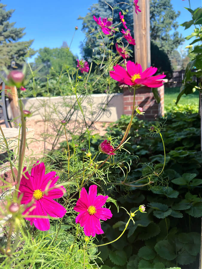 cosmos hot pink