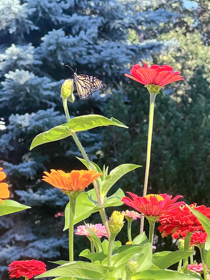 monarch on zinnia