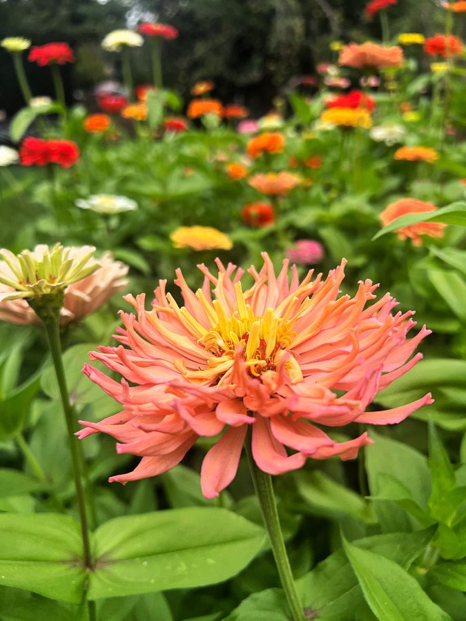 Aurora Zinnia Bloom