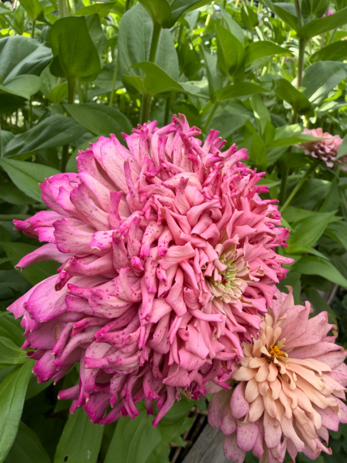 Ballerina Zinnia