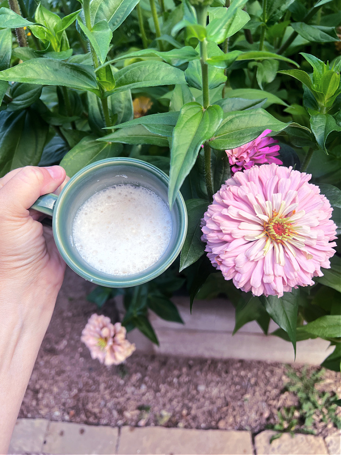 Ballerina zinnia and coffee