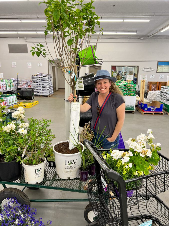 Proven Winner Limelight Hydrangea tree from O'Tooles Garden center in Colorado.