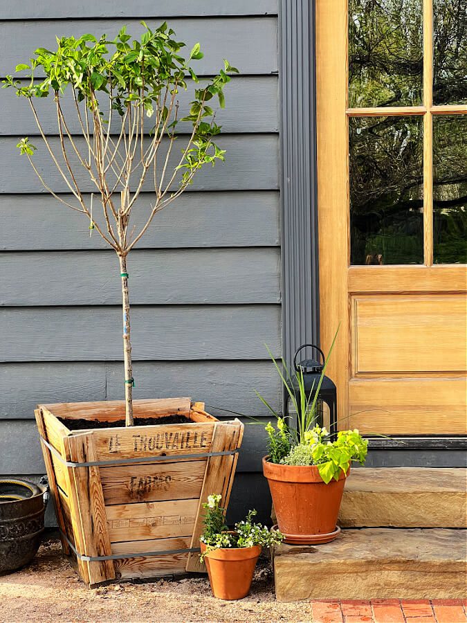 Tip: Plant a Limelight hydrangea tree in a container and it will thrive.