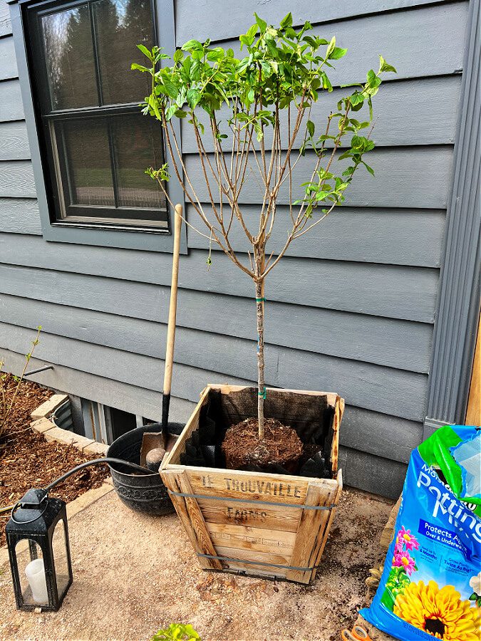 A limelight hydrangea tree planted in a container.