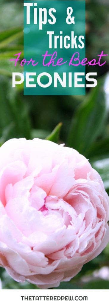Tips and tricks for the best Peonies.
