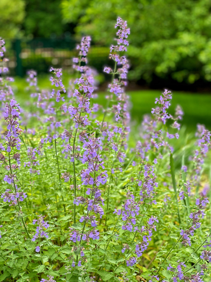 Mosquito Repellent Garden BricksNBlooms