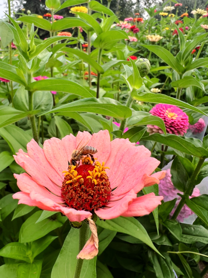 California Giant zinnia bloom