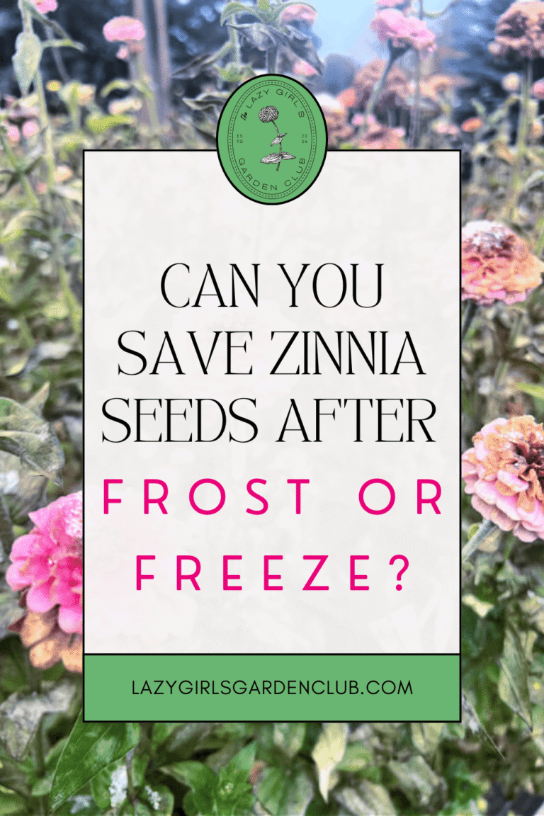 Can You Save Zinnia Seeds After a Frost or Freeze?