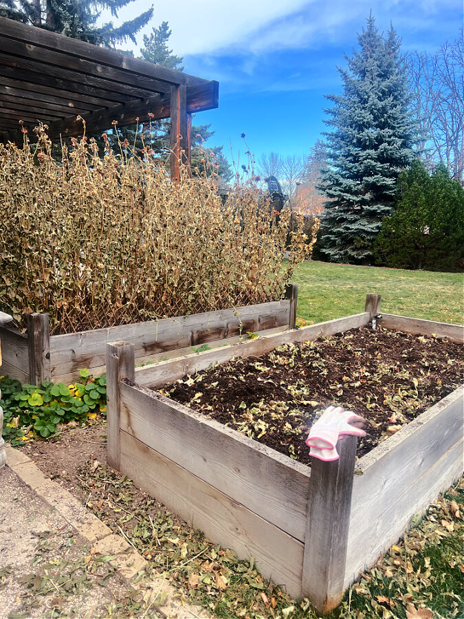 cleaning out zinnia beds