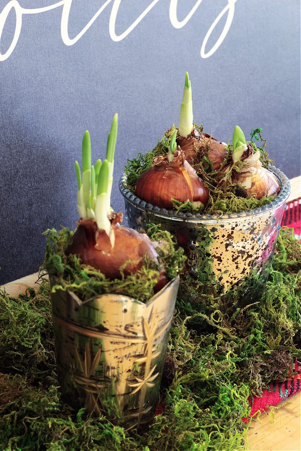 Paperwhites in mercury glass containers surrounded by moss.
