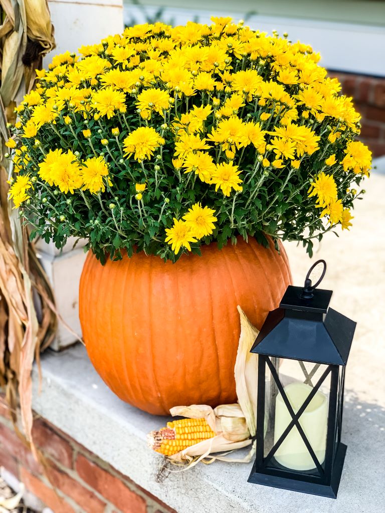 Cottage In the Mitten Pumpkin Mum  Planter