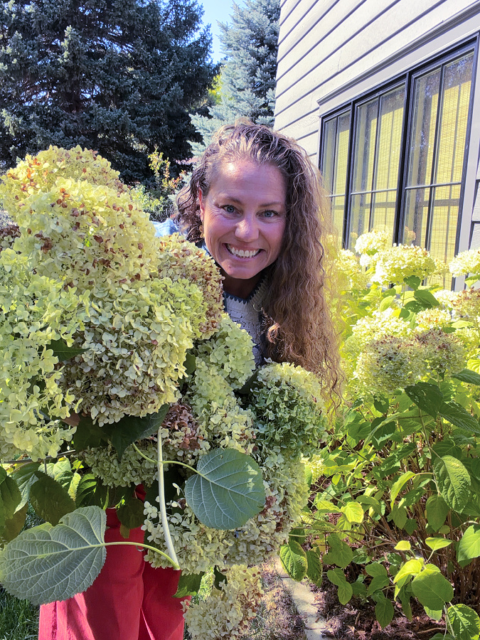 Hydrangeas for projects