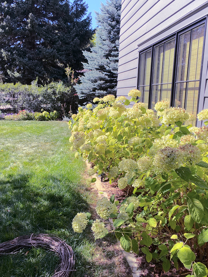green annabelle hydrangea hedge