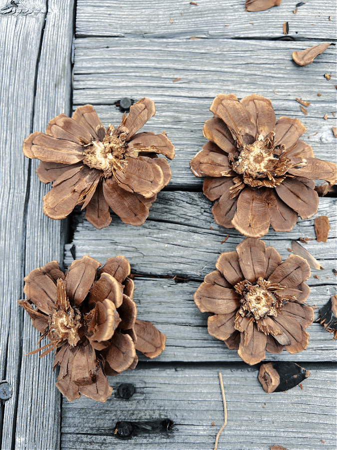 pinecone flowers