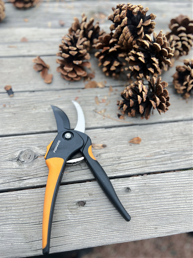 pinecones and shears