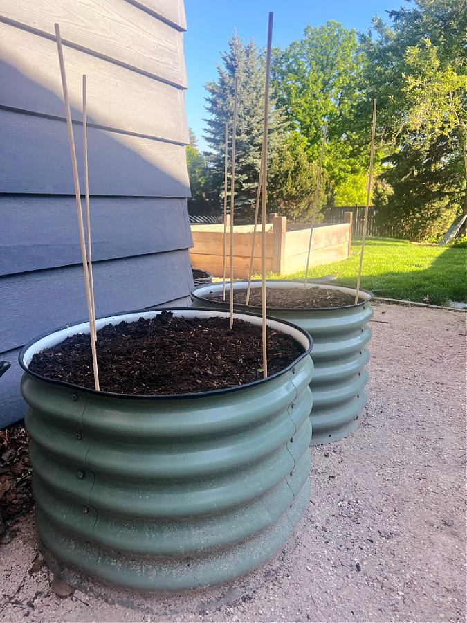 Dahlia support stakes