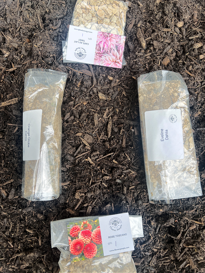 dahlias waiting to be planted