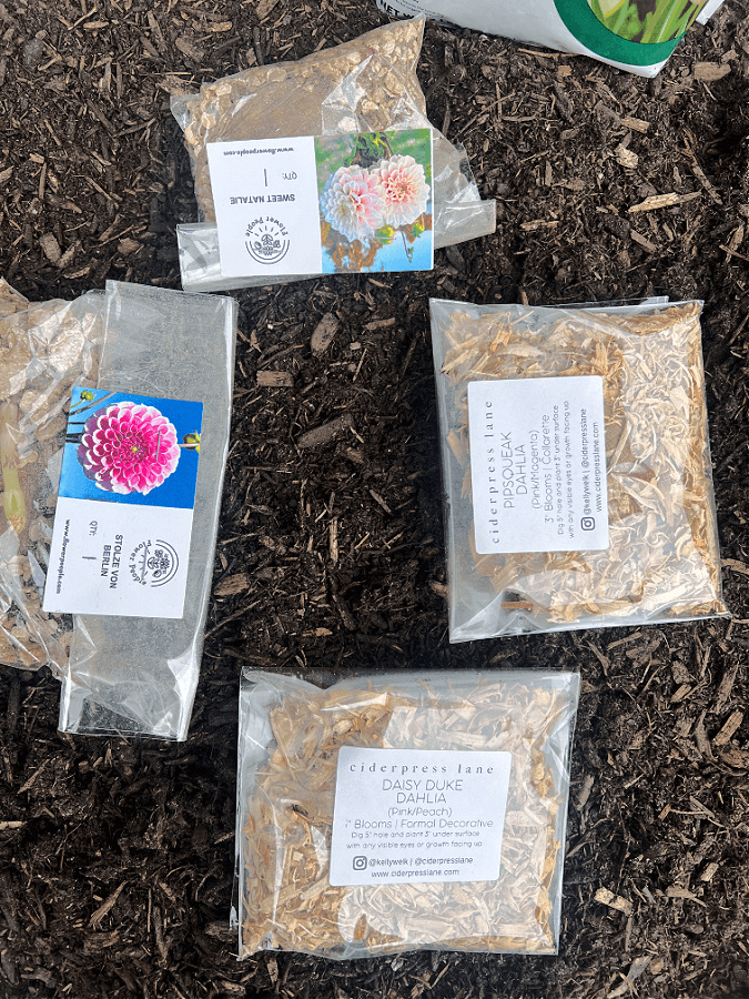 dahlias in bags