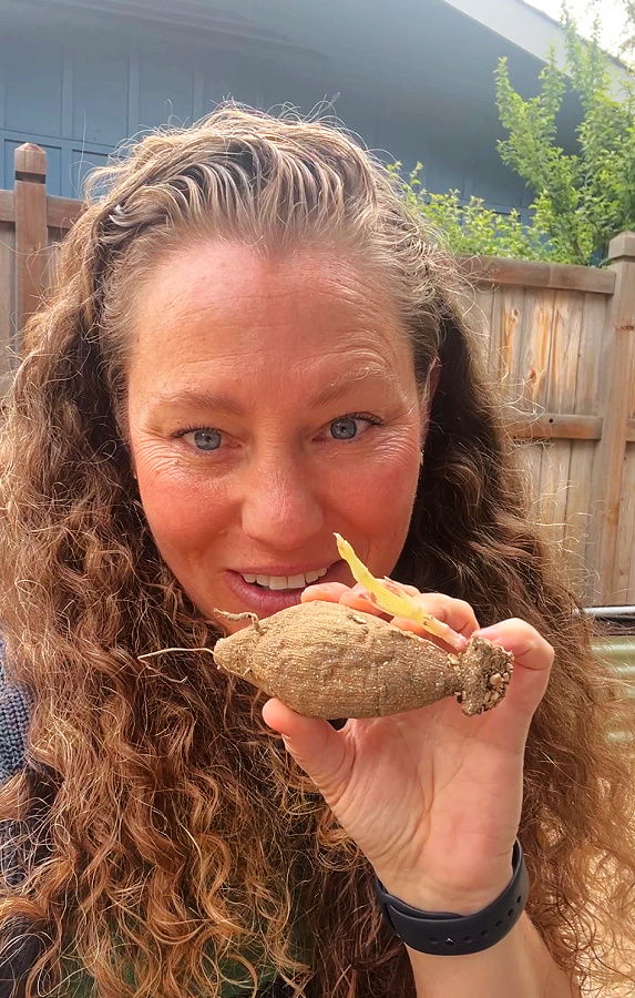 a dahlia tuber with an eye