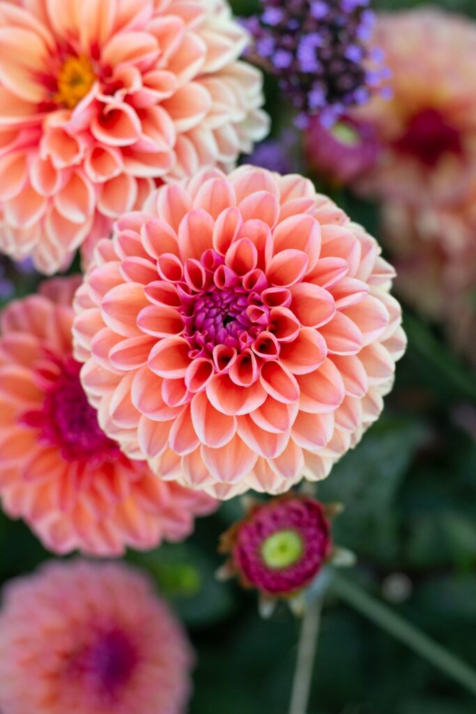 Daisy Duke Dahlia