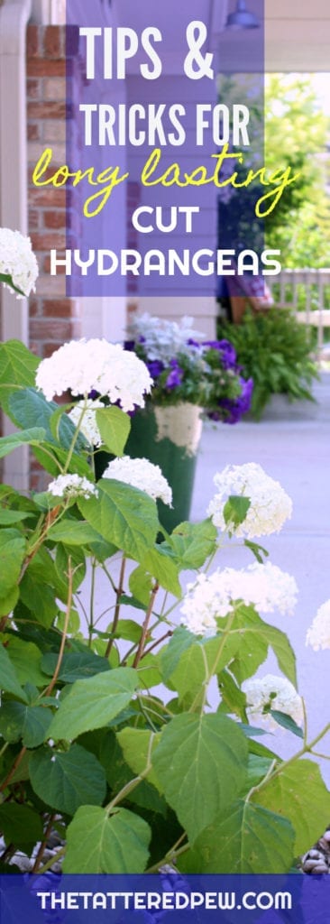 Tips and Tricks for Long Lasting Hydrangeas