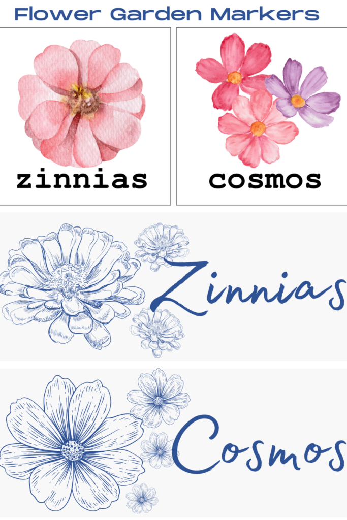cosmos and zinnias