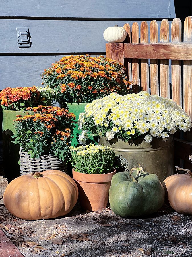 Fall mums and pumpkins