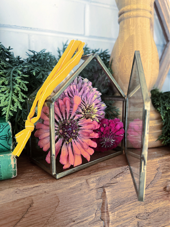 preserved zinnia in mini greenhouse ornament