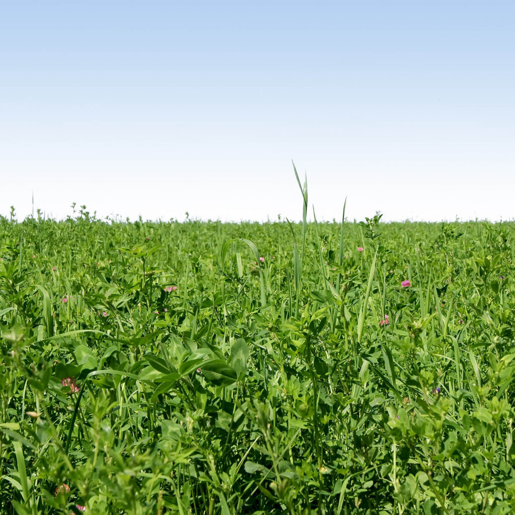 Gardenway Cover Crop from Outsidepride seeds