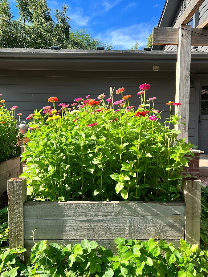 Zinnias can grow upwards of four feet tall! A raised garden bed full of colorful zinnias grown from seed. Full sun is perfect for zinnias.