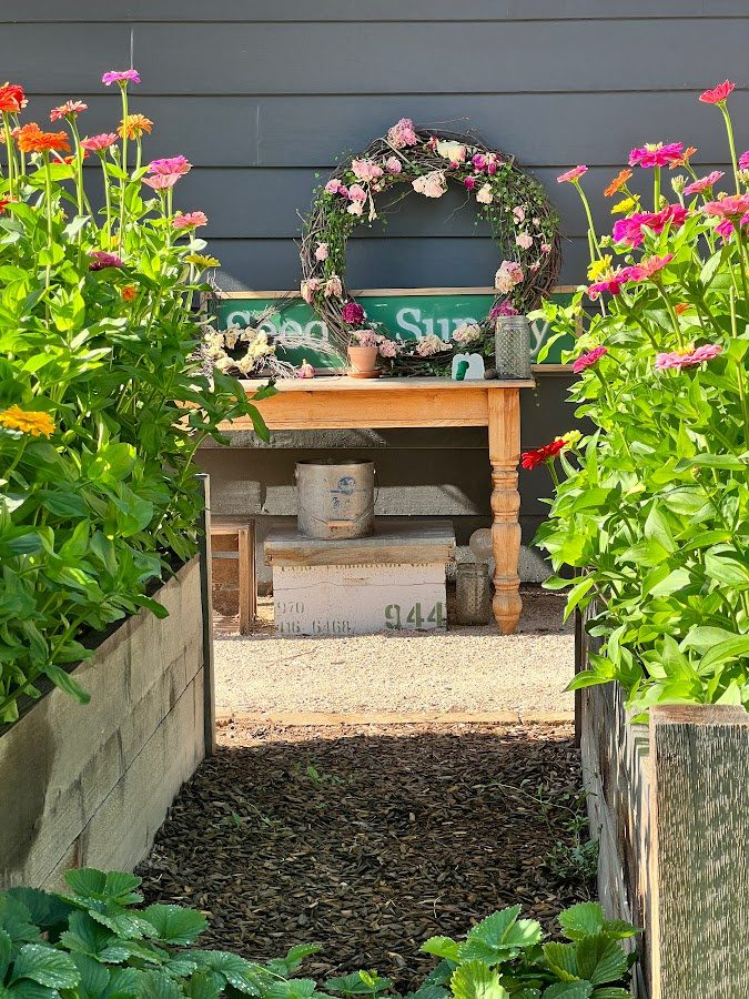 Two flower beds full of zinnia seeds in bloom. Zinnias started from seed and grown to over four feet tall in raised garden beds.