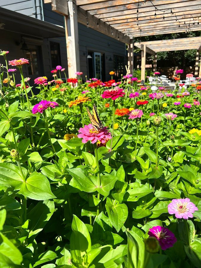 The lazy girl's guide to planting colorful zinnias from seeds. A sea of colorful zinnias all started from a bag of mixed seeds.