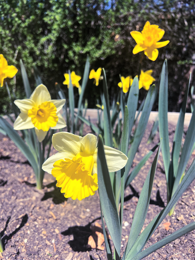 yellow daffodils 