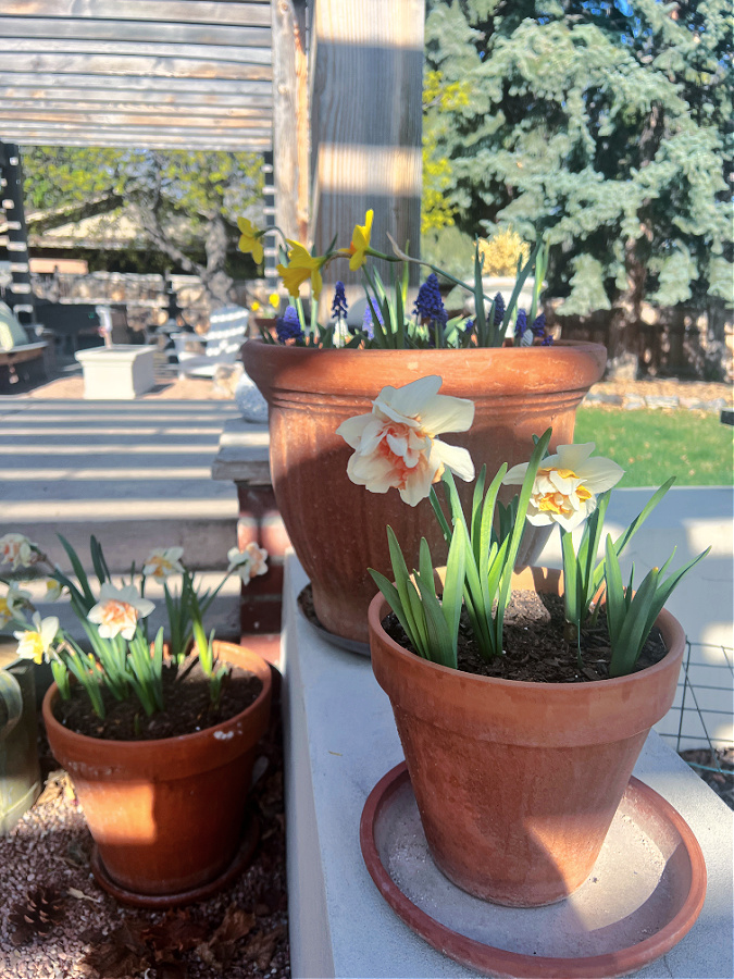 How to Care for Daffodils: Everything You Need to Know