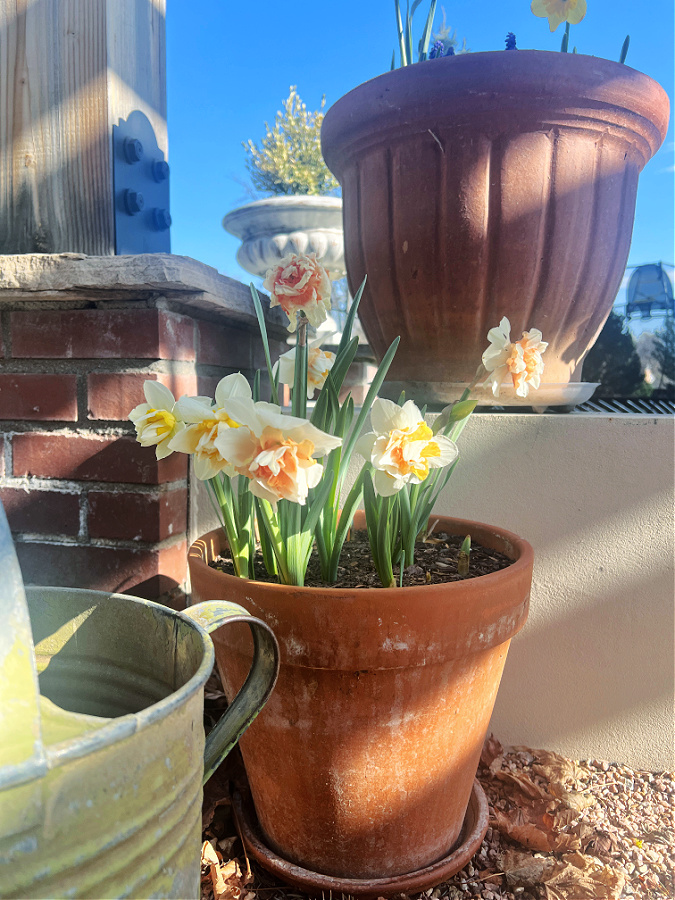 sweet paradise daffodils in pot